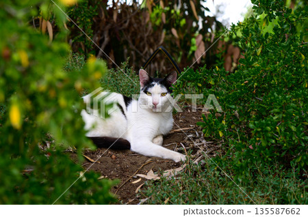 White Cat with Black Spots in Cyprus Bushes White Cat with Black Spots in Cyprus Bushes 135587662