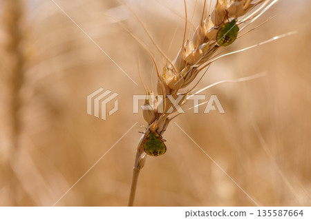 Macro shot of a green shield bug perched on rye ears in Cyprus. A vivid insect among golden grains in a Mediterranean rural landscape. Macro shot of a green shield bug perched on rye ears in Cyprus. A vivid insect among golden grains in a Mediterranean rural landscape. 135587664