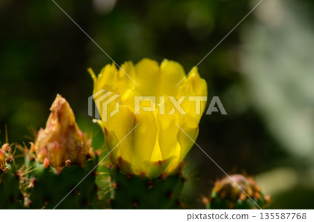 Yellow blossoms on a prickly pear cactus in Cyprus. This edible cactus thrives in the Mediterranean sun, adding vibrant color to the landscape. Yellow blossoms on a prickly pear cactus in Cyprus. This edible cactus thrives in the Mediterranean sun, adding vibrant color to the landscape. 135587768