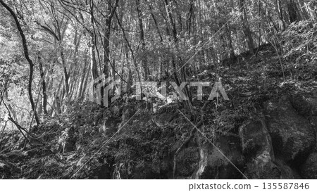 Forest on the rocks Forest on the rocks 135587846