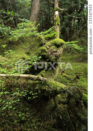 Shirakome Pond, Moss and Primeval Forest Shirakome Pond, Moss and Primeval Forest 135587935