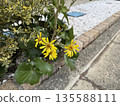 開花在路旁的黃色花 135588111