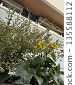 黃花 135588112