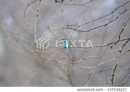 Kingfisher, Jade Kingfisher, Higashimurayama City Kitayama Park, Higashimurayama Purification Center Park 135588221