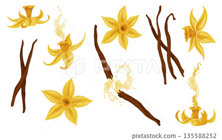 Vanilla flowers, pods and sticks. Realistic vector set of isolated elements. Nature spice. Yellow blossom with drops Vanilla flowers, pods and sticks. Realistic vector set of isolated elements. Nature spice. Yellow blossom with drops 135588252