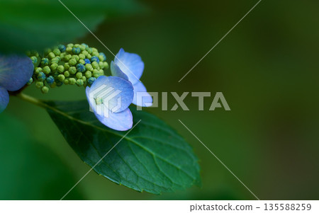 Close-up of light blue hydrangea flowers blooming beautifully in the dark shade Close-up of light blue hydrangea flowers blooming beautifully in the dark shade 135588259