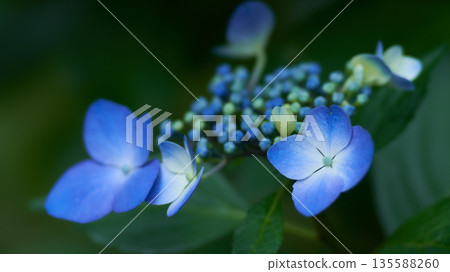 淺藍色繡球花在陰涼處美麗綻放的特寫 淺藍色繡球花在陰涼處美麗綻放的特寫 135588260