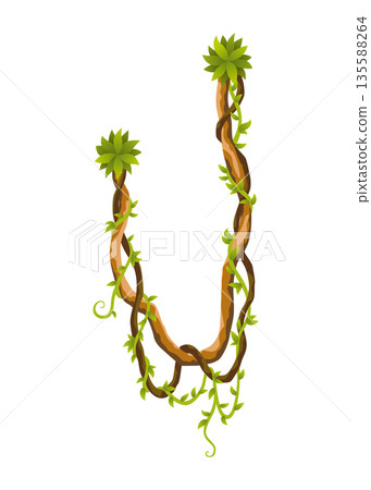 Liana branch. Twisted wild jungle vine plants. Woody natural tropical rainforest, exotic botany element. Vector design element 135588264