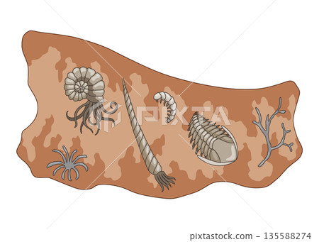Era of Earth history. Scene with various simplest animals in soil layer. Vector primary buried underground Era of Earth history. Scene with various simplest animals in soil layer. Vector primary buried underground 135588274