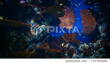 Large Underwater Aquarium With Variety Of Colorful, Vibrant Tropical Fish Swimming Among Corals. Ocean Animal, Aquatic Life. Diverse Underwater World. Pyramid Butterflyfish Swim In Underwater Aquarium Large Underwater Aquarium With Variety Of Colorful, Vibrant Tropical Fish Swimming Among Corals. Ocean Animal, Aquatic Life. Diverse Underwater World. Pyramid Butterflyfish Swim In Underwater Aquarium 135588880