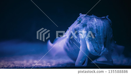 Cuttlefish Sleep On Bottom Close Up View. Cuttles Marine Molluscs Of Family Sepiidae. Ocean Animal, Aquatic Life. Diverse Underwater World 135588886