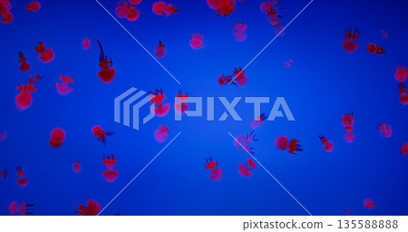 Many Swimming Jellyfish In Ocean Aquarium. Diverse Underwater World. Mesmerizing Swimming Of Jellyfish. Ocean Animal, Aquatic Life 135588888