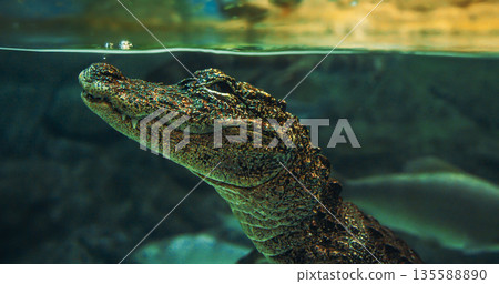 Chinese Alligator Slow motion Swimming In Ocean Aquarium. Crocodilian Endemic To China. Young Chinese Alligator Sticks Its Head Out Of Water To Breathe. Its Armored Scales Gleaming. Alligator Holds Chinese Alligator Slow motion Swimming In Ocean Aquarium. Crocodilian Endemic To China. Young Chinese Alligator Sticks Its Head Out Of Water To Breathe. Its Armored Scales Gleaming. Alligator Holds 135588890