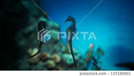 Seahorse Swim In Underwater Aquarium. Sea-horse Or Sea Horse Is Species Of Small Marine Bony Fish In Genus Hippocampus. Amazing Marine Wildlife, Ocean Animal, Aquatic Life. Animal Wildlife Concept 135588901