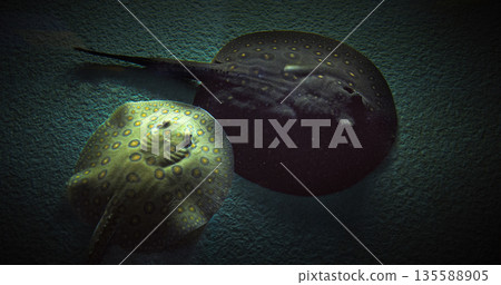 Mottled Freshwater Stingrays Or River Stingrays Or Freshwater Stingrays Swimming In Aquarium. Potamotrygon Histrix Also Porcupine River Stingray. Potamotrygon Histrix Is One Of Most Southernly Mottled Freshwater Stingrays Or River Stingrays Or Freshwater Stingrays Swimming In Aquarium. Potamotrygon Histrix Also Porcupine River Stingray. Potamotrygon Histrix Is One Of Most Southernly 135588905