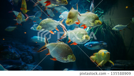 Aquarium Filled With Tinfoil Barb Fishes Close up View. Tinfoil Barb Is Schooling Species. Active And Entertaining Fishes. Tinfoil Barb Grouped Together In Underwater. Fish Tinfoil Barb Swimming In Aquarium Filled With Tinfoil Barb Fishes Close up View. Tinfoil Barb Is Schooling Species. Active And Entertaining Fishes. Tinfoil Barb Grouped Together In Underwater. Fish Tinfoil Barb Swimming In 135588909