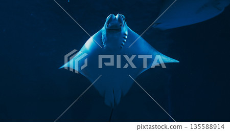 Swim Stingray On Blue Background Close Up View. Golden Cownose Ray Or Pacific Cownose Ray. Rhinoptera Steindachneri Sea Rays. Ocean Animal, Aquatic Life. Diverse Underwater World Swim Stingray On Blue Background Close Up View. Golden Cownose Ray Or Pacific Cownose Ray. Rhinoptera Steindachneri Sea Rays. Ocean Animal, Aquatic Life. Diverse Underwater World 135588914