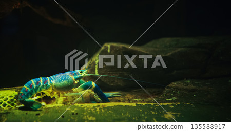 Electric Blue Crayfish In Freshwater Aquarium. Procambarus Alleni Sometimes Called Florida Crayfish Or Sapphire Crayfish, Is Species Of Freshwater Crayfish Endemic To Florida In United States 135588917