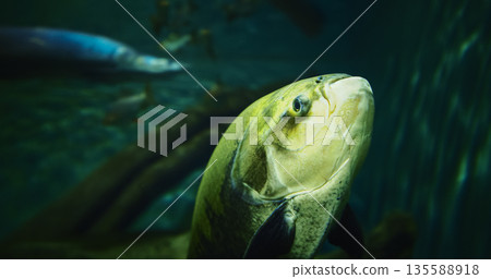 Vampire Fish - Pirandira Or Hydrolycus Armatus Close-up Side View. Hydrolycus Armatus Is Species Of Dogtooth Characin Found In Freshwater Of Tropical South America. This Predatory Fish Occasionally 135588918