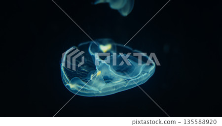 Common Jellyfish Close Up View. Aurelia Aurita. Moon Jellyfish Slow Swim. Jellyfish Is Almost Entirely Translucent. Capable Of Only Limited Motion, And Drifts With The Current, Even When Swimming 135588920
