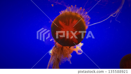 Big Jellyfish On Blue Background. Japanese Sea Nettle Or Chrysaora Pacifica In Family Pelagiidae. Dangerous Jellyfish To Humans. Mesmerizing Swimming Of Jellyfish. Ocean Animal, Aquatic Life 135588921