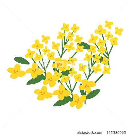 JEJU23. This is an illustration of canola flowers in Jeju Island, which is a representative tourist destination in Korea. JEJU23. This is an illustration of canola flowers in Jeju Island, which is a representative tourist destination in Korea. 135589065