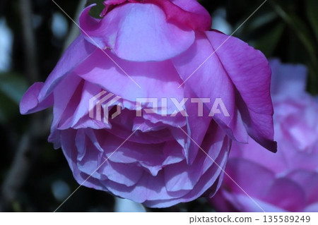 玫瑰：粉紅：黛琳：花壇：銀河公園 135589249