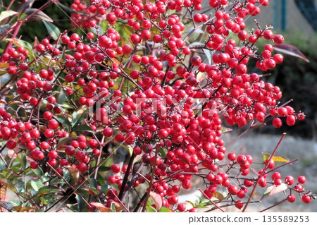 南天竹：南天竹的紅果：秋葉：銀河 旺多公園 135589253