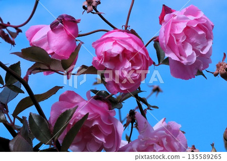Roses: Pink: Dairin: Flowerbed: Milky Way River Park Roses: Pink: Dairin: Flowerbed: Milky Way River Park 135589265
