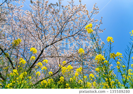 【神奈川縣】二宮町東山公園櫻花和油菜花盛開 【神奈川縣】二宮町東山公園櫻花和油菜花盛開 135589280