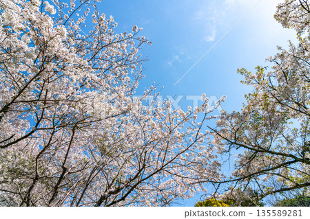 [Kanagawa Prefecture] Cherry blossoms in full bloom at Azumayama Park in Ninomiya Town 135589281