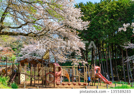 【神奈川縣】二宮町東山公園櫻花盛開 【神奈川縣】二宮町東山公園櫻花盛開 135589283