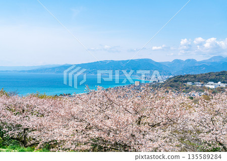 【神奈川縣】從二宮市東山公園眺望相模灣和盛開的櫻花 135589284