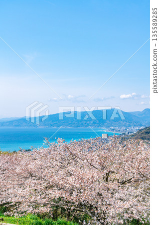 【神奈川縣】從二宮市東山公園眺望相模灣和盛開的櫻花 【神奈川縣】從二宮市東山公園眺望相模灣和盛開的櫻花 135589285
