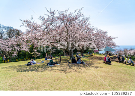 【神奈川縣】二宮町東山公園櫻花盛開 【神奈川縣】二宮町東山公園櫻花盛開 135589287