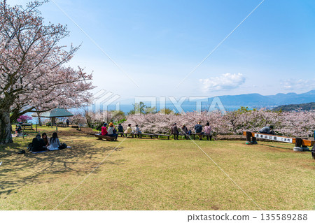 【神奈川縣】二宮町東山公園櫻花盛開 【神奈川縣】二宮町東山公園櫻花盛開 135589288