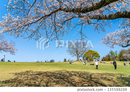 【神奈川縣】二宮町東山公園櫻花盛開 【神奈川縣】二宮町東山公園櫻花盛開 135589289