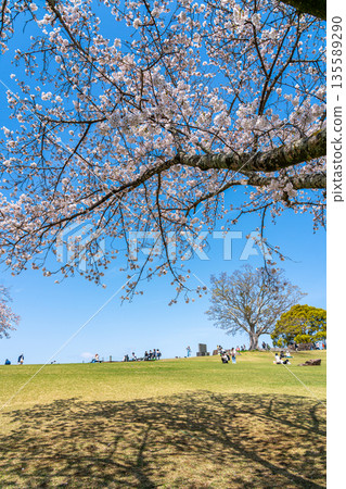 【神奈川縣】二宮町東山公園櫻花盛開 【神奈川縣】二宮町東山公園櫻花盛開 135589290