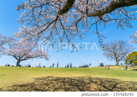 【神奈川縣】二宮町東山公園櫻花盛開 135589295