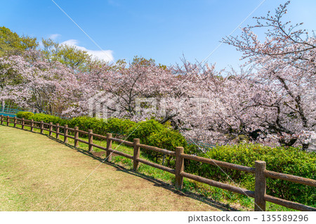 [Kanagawa Prefecture] Cherry blossoms in full bloom at Azumayama Park in Ninomiya Town 135589296