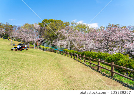 [Kanagawa Prefecture] Cherry blossoms in full bloom at Azumayama Park in Ninomiya Town 135589297