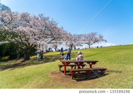 [Kanagawa Prefecture] Cherry blossoms in full bloom at Azumayama Park in Ninomiya Town 135589298