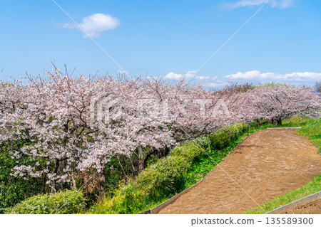 【神奈川縣】二宮町東山公園櫻花盛開 【神奈川縣】二宮町東山公園櫻花盛開 135589300