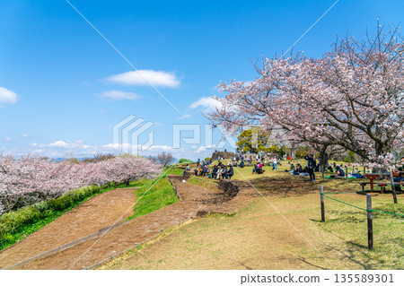 【神奈川縣】二宮町東山公園櫻花盛開 【神奈川縣】二宮町東山公園櫻花盛開 135589301