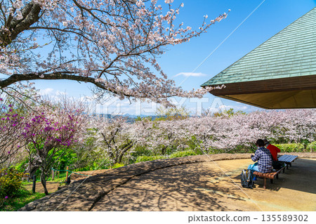 [Kanagawa Prefecture] Cherry blossoms in full bloom at Azumayama Park in Ninomiya Town 135589302