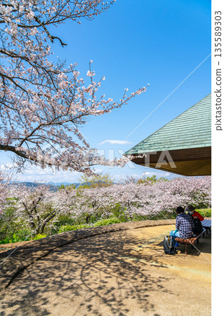 [Kanagawa Prefecture] Cherry blossoms in full bloom at Azumayama Park in Ninomiya Town 135589303