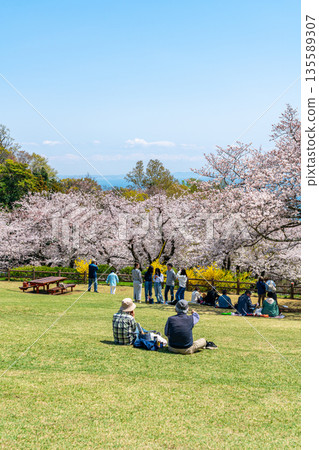[Kanagawa Prefecture] Cherry blossoms in full bloom at Azumayama Park in Ninomiya Town 135589307