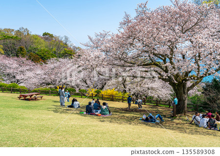 [Kanagawa Prefecture] Cherry blossoms in full bloom at Azumayama Park in Ninomiya Town 135589308