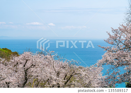[Kanagawa Prefecture] Sagami Bay and cherry blossoms in full bloom as seen from Azumayama Park in Ninomiya Town 135589317