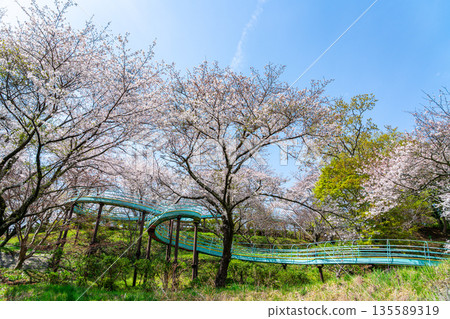 【神奈川縣】二宮町東山公園櫻花盛開 【神奈川縣】二宮町東山公園櫻花盛開 135589319